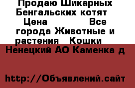 Продаю Шикарных Бенгальских котят › Цена ­ 17 000 - Все города Животные и растения » Кошки   . Ненецкий АО,Каменка д.